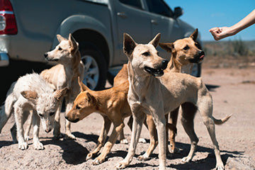 5 wild dogs in Columbia with a truck behind them