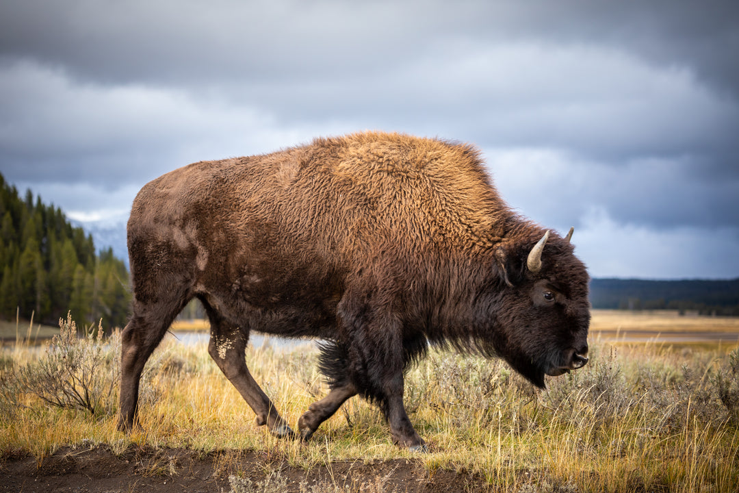 Discovering Yellowstone's Natural Wonders: A Journey of Exploration and Conservation