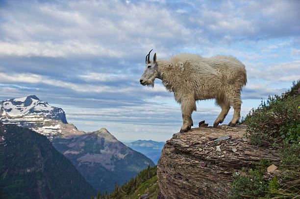 Melting Away: The Race to Save Glacier National Park's Iconic Glaciers